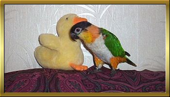 Mango